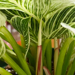 モンステラ　シルテペカナ　エルサルバドル　希少　レア　人気 たまらない美しさ✨】モンステラ シルテペカナ エルサルバドル 希少