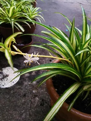謎の草