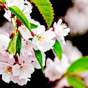 カヤ様お取り置きです。Ｎｏ．175 クローバー ペンダント キーホルダー レジン カヤ様お取り置きです。No．239 クローバー レジン うさぎ