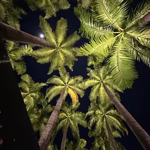 【初期化済み美品】SONY ウォークマン ライムグリーン 初期化済み美品】SONY ウォークマン ライムグリーン - メルカリ