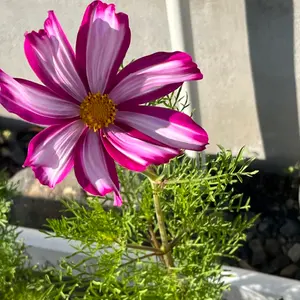 PEARLY GATES 天竺ニットベスト カシミア100% ダブルジップ - メルカリ