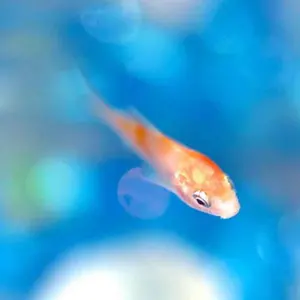 北欧、暮らしの道具店 「ほんのり透けて、柔らかい」アルパカ混の起毛