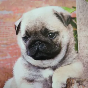 ☆即購入不可【REGAL】リーガル/本革レザーサンダル/ブラック/26cm