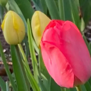 ミツバチゴロバチ