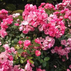 soleile ソレイル　おまとめ　ボストンバッグ トープ　ダブルチェーンバッグ soleile ソレイル おまとめ ボストンバッグ トープ ダブルチェーン