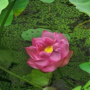 あこ