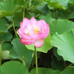 Lotus68様【極美品】ANAYI フレアトレンチコート Aライン ベルト付き
