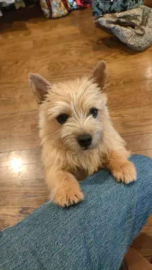 極希少・海外品】アンティークブックエンド 本立て 鉄製 ミレー 晩鐘