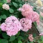 BABY Whipped cream parfait JSK レモン×ピンク BABY Whipped cream parfait JSK レモン×ピンク - メルカリ