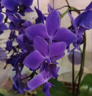 福岡県鬼木様の紫陽花☆筑紫路風☆8号鉢☆ - メルカリ
