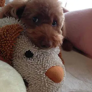 プラズマエクソソームランセル＆プラズマフィルム アウラ 50ml 新品未使用 プラズマエクソソームランセル＆プラズマフィルム アウラ 50ml