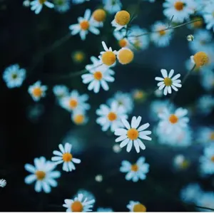 FEILER ✨貴重・お得✨ キュクノス 白鳥 花 3枚セット FEILER ✨貴重・お得✨ キュクノス 白鳥 花 3枚セット - メルカリ