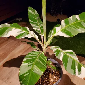 エンセ ファラルトス トリスピノーサス ダブルヘッド - メルカリ