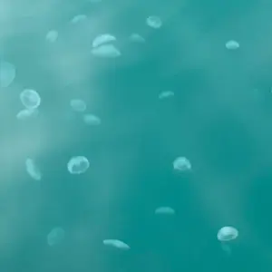 ササミカツ【必ずプロフ確認お願いします】