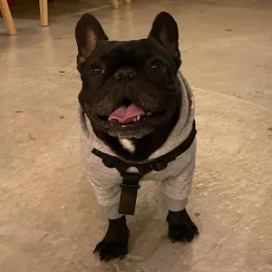 美品】AKG K361 ブラック 有線ヘッドホン 元箱付き - メルカリ