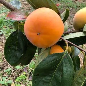 太郎