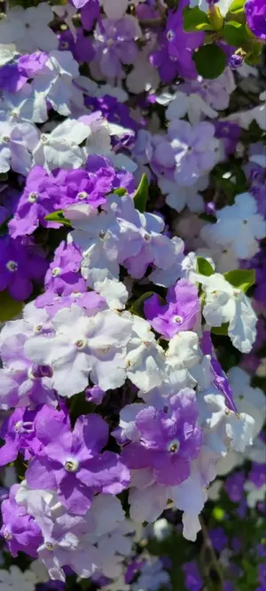 希少 ヴィヴィアンウエストウッド オーブチェック柄キャスケット