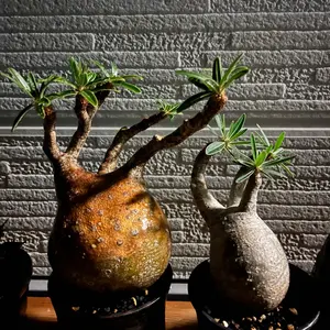 ゴジラ鉢 goat 塊根植物 アガベ グラキリス - メルカリ