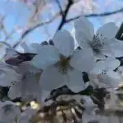 ジャンプフェア IN アニメイト 2010 クリアブックマーカー D.Gray
