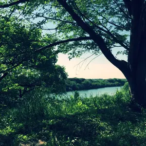 ⭐️値下げ⭐️皐月盆栽 満開 鉢植え 富士桜 - メルカリ