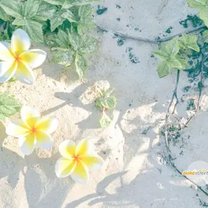 はなたにまりこ♡まとめ買い依頼商品 はなたにまりこ様専用♡まとめ買い依頼商品 - メルカリ