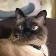 草間彌生 こけし DOT. Japanese Dolls Lucie kaas - メルカリ