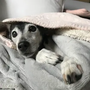 トミーヒルフィガー TOMMY HILFIGER 布団 コンフォーター クイーン