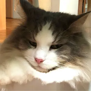 ノルウェージャンくん