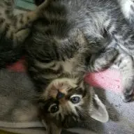 レクサスgs　 450hgwl10用です！テインショックとエクスペリアダウンサス レクサスgs 450hgwl10用です！テインショックとエクスペリア