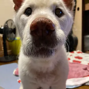やす