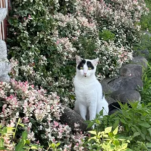 超逸品。フェイジョア株立ち1.4M(鉢底から)品番B - メルカリ