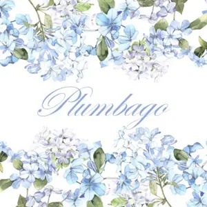 Plumbago