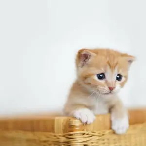 ★yahooフリマ稼働中★