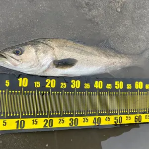 アピア 風神 AD ポデローサ 102M ラストエディション 限定102本