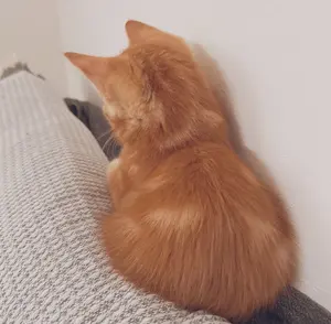 アダム ギター 2nd Edition ハズビンホテル トレカ - メルカリ