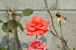 【Ｍサイズ】送料無ニシ レーシングセパレート5点セット 蛍光イエロー adidas アディダス エックス 15.2-ジャパン HG LE(蛍光イエロー