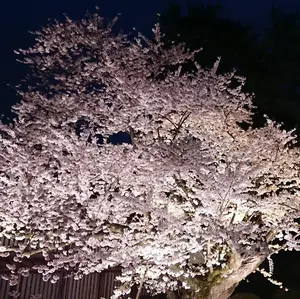 ヴァイスシュヴァルツ 藤都子SP サイン - メルカリ