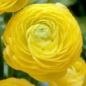 ルチル
