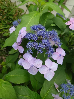 極美品・豪華セット】バカラクリスタルハートペンダント2点 グリーン