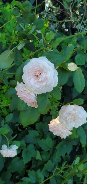 終遠のヴィルシュソフト + FDソフト + ドラマCD + 公式VFB - メルカリ