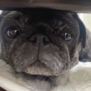 新品未開封残り4点】LovelyB ラブリービー犬・猫用サプリメント - メルカリ
