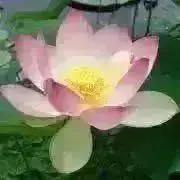 リトルイーグル ワンピース カシュクール バーガンディ シェル Fサイズ