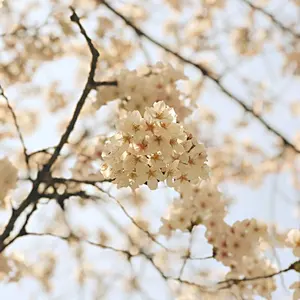 ＊＊＊さくら＊＊＊