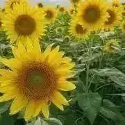 新品 よしざわ窯 まとめ売り 9点 お値引き可能 - メルカリ