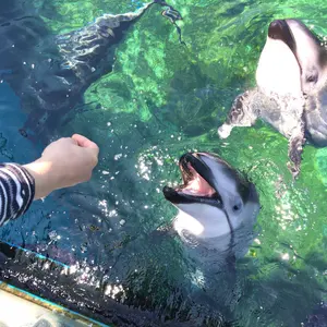 Perfume ジャケットコレクション 不自然なガール デザインエラー版