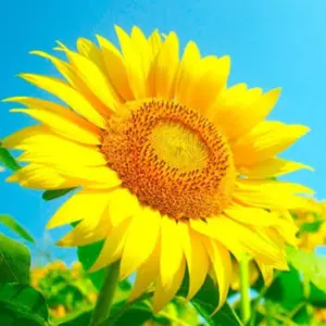 hapihapi☆プロフ必読☆