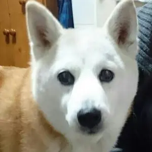 ペコ
