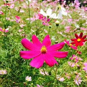 1994年 宝塚歌劇団 歌劇 12冊セット - メルカリ