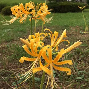 ⚫️土日祝日は発送✖️⚫️うさぎ