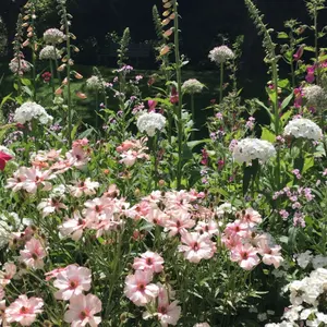 ねる@即購入・無言取引◎